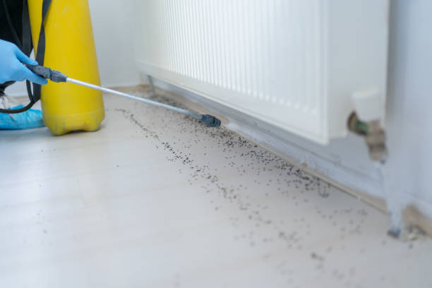 Best Pest Control Near Me in Saxapahaw, NC