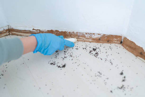 Best Best Pest Control Near Me  in Saxapahaw, NC